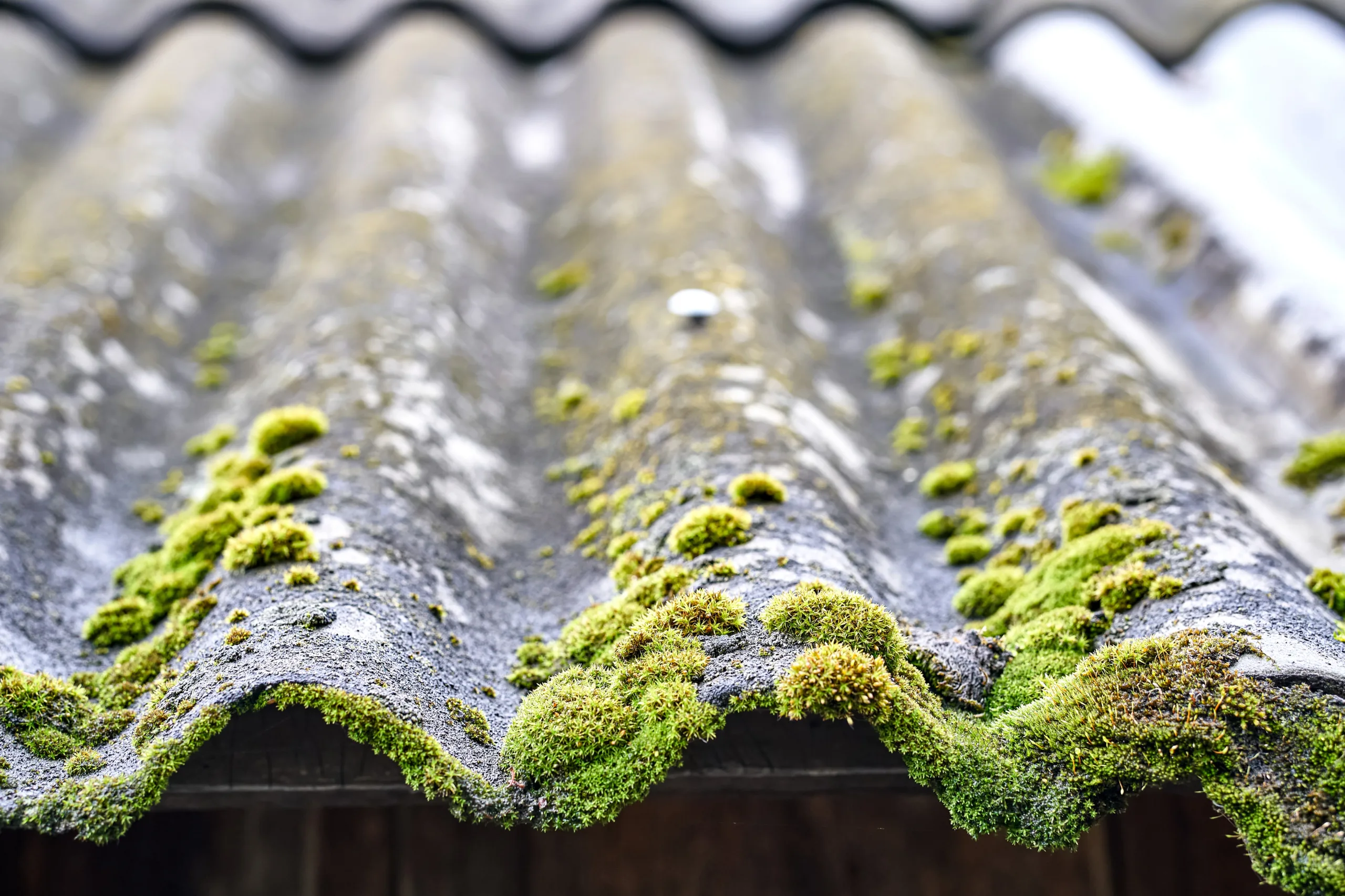 roof moss removal service Saint Helens