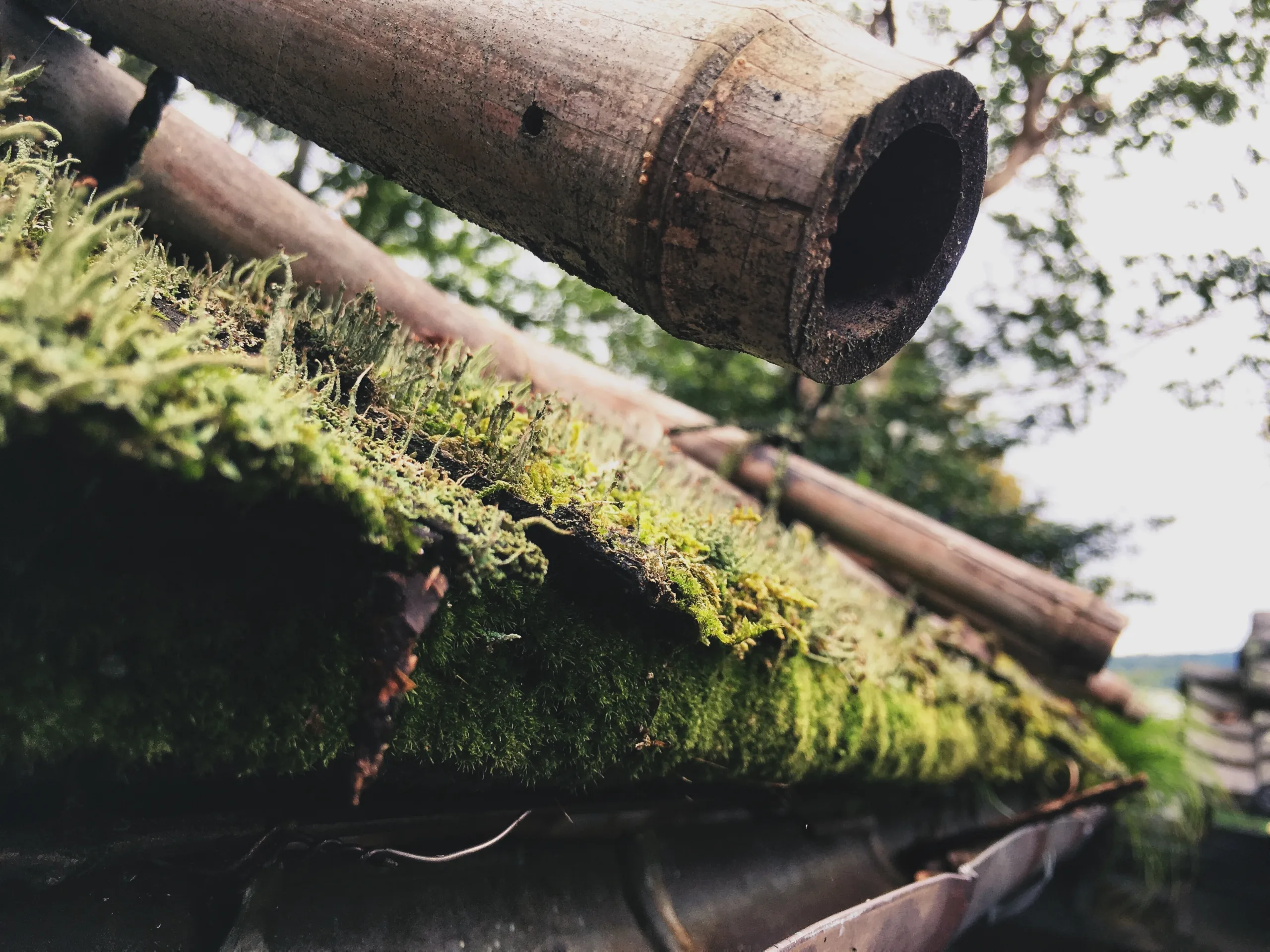 best moss killer for roofs Saint Helens Best Moss Killer for Roofs Saint Helens