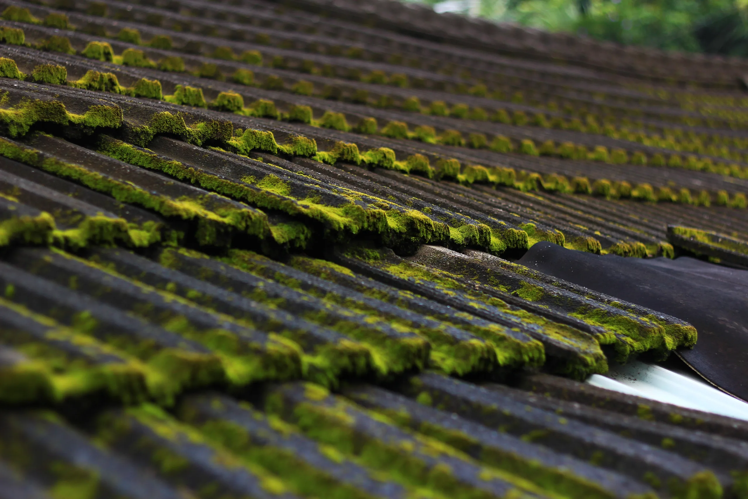 patio moss killer Saint Helens patio moss killer Saint Helens