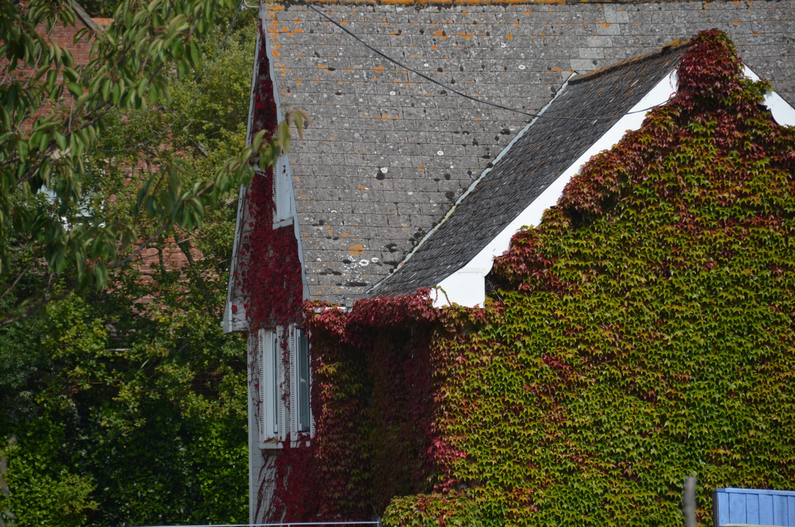 roof moss cleaning Saint Helens. Moss Removal